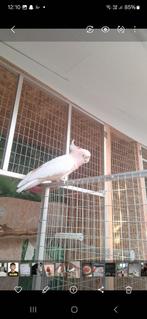 Cacatoes inca, Animaux & Accessoires, Oiseaux | Perruches & Perroquets, Mâle, Perroquet, Bagué