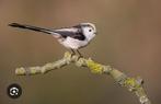 Staartmees, Dieren en Toebehoren, Vogels | Overige Vogels, Meerdere dieren, Geringd