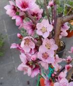 UITVERKOOP PERZIKBOMEN: LAAGSTAM 5€/STUK !!!, Tuin en Terras, Planten | Tuinplanten, Volle zon, Vaste plant, Ophalen of Verzenden