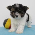 Prachtige Belgische Biewer Yorkshire-puppy’s te koop!, Dieren en Toebehoren, Honden | Jack Russells en Terriërs, Yorkshire Terriër