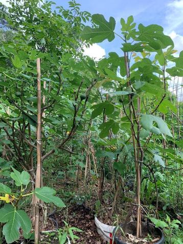 vijgenbomen hoogte 1.20m beschikbaar voor biedingen