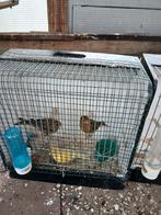 Kanaries, Dieren en Toebehoren, Vogels | Kanaries, Meerdere dieren, Kleurkanarie