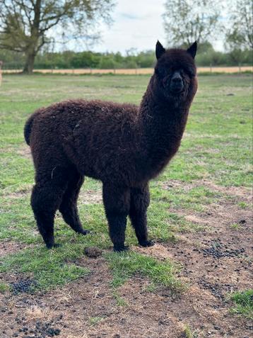 Alpacas: Alpaca zwart hengstje 8 maanden beschikbaar voor biedingen