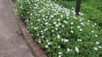 Vinca minor Alba ( Wit), Tuin en Terras, Planten | Tuinplanten, Ophalen, Vaste plant, Bodembedekkers