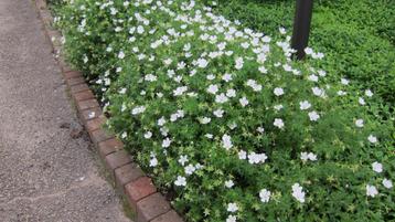 Vinca minor Alba ( Wit) beschikbaar voor biedingen