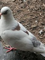 Jonge sierduif, Animaux & Accessoires, Oiseaux | Pigeons