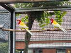 2 Rosella's Lutino's van 2025. Verwant., Geslacht onbekend, Parkiet, Geringd