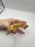 Soldes 20% Wimpergecko Pixie, femelle, 0,1 %, pick-up Wooden, Animaux & Accessoires, Reptiles & Amphibiens, Autres espèces, 0 à 2 ans