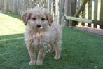 Prachtige Cavapoo pups (ouders aanwezig), Dieren en Toebehoren, België, Overige rassen, CDV (hondenziekte), 8 tot 15 weken