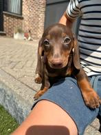 Kortharige choco&tan teckel pups, Dieren en Toebehoren, Honden | Teckels en Dashonden, België, 8 tot 15 weken, Meerdere, Fokker | Professioneel