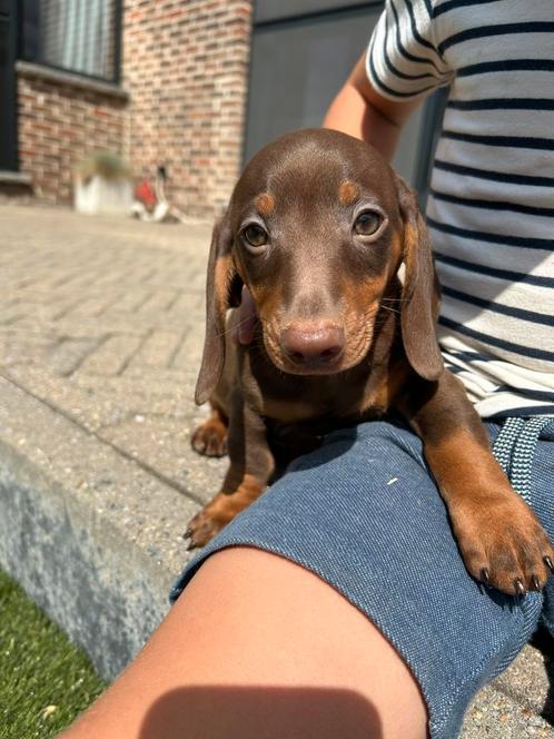 Kortharige choco&tan teckel pups, Dieren en Toebehoren, Honden | Teckels en Dashonden, Fokker | Professioneel, Meerdere, België
