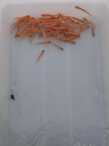 Goudwinde, blauwe winde, zilverwinde 10/12cm beschikbaar voor biedingen