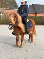 De allerliefste shetlander merrie voor (kleine) kinderen, Débourré, Poney de récréation, Avec puce électronique, Poney A (jusqu'à 1.17 m)