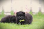 Dwergkeesjes, Pomeranian pups, Belgisch fokker, Dieren en Toebehoren, Honden | Poolhonden, Keeshonden en Oertypen, België, Keeshond