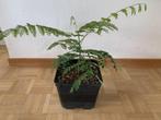 Delonix Regia – De Flamboyante Vlamboom, Tuin en Terras, Ophalen, In pot