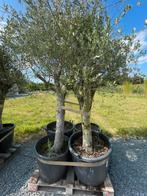 Lot van 4 olijfbomen (LOT 4), Tuin en Terras, Lente, 100 tot 250 cm, Olijfboom, Ophalen