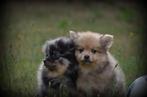 Keeshond pupjes, Dieren en Toebehoren, België, Keeshond, CDV (hondenziekte), 8 tot 15 weken