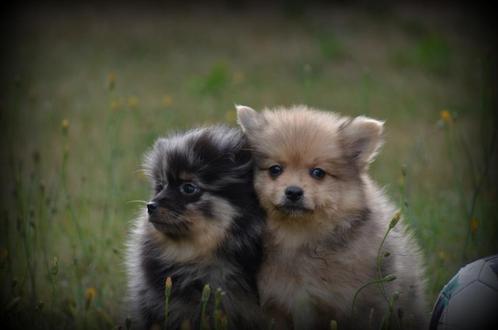 Keeshond pupjes, Dieren en Toebehoren, Honden | Poolhonden, Keeshonden en Oertypen, Meerdere dieren, Keeshond, Fokker | Professioneel