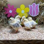 Jonge tamme Sussex kuikens gesekst & ingeënt, Dieren en Toebehoren, Pluimvee, Vrouwelijk, Kip