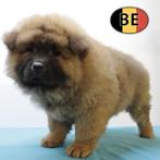 Chow Chow pups te koop (Belgisch), België, CDV (hondenziekte), 8 tot 15 weken, Meerdere
