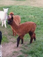 Alpaca's, Dieren en Toebehoren
