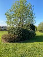 Jardinier paysagiste, Ophalen of Verzenden