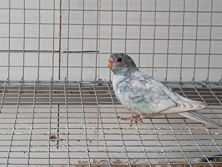 Splendids, Dieren en Toebehoren, Vogels | Parkieten en Papegaaien, Parkiet, Meerdere dieren, Geringd