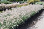 Pennisetum hameln of Lampenpoetsersgras, Tuin en Terras, Ophalen, Vaste plant, Siergrassen