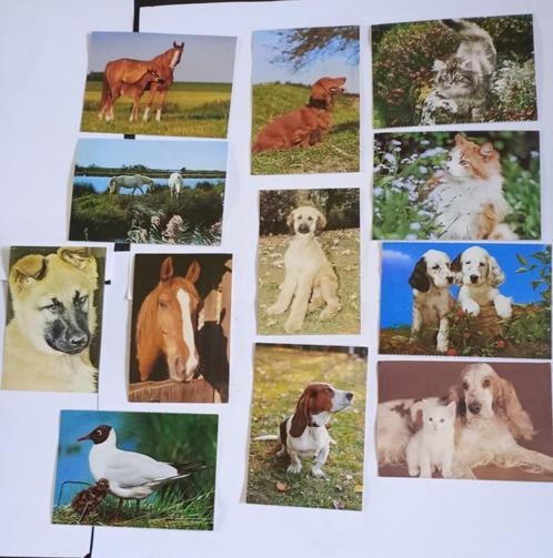 Partij postkaarten met dieren 32 stuks , 1€/kaart , 15€/lot, Verzamelen, Postkaarten | Dieren, Ongelopen, Ophalen of Verzenden