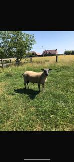 Schapenbok, Dieren en Toebehoren, Schaap