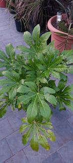 Fatsia Japonica, Tuin en Terras, Ophalen of Verzenden