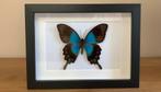 Papilio lorquinianus vlinder in lijst, Verzamelen, Ophalen of Verzenden, Nieuw