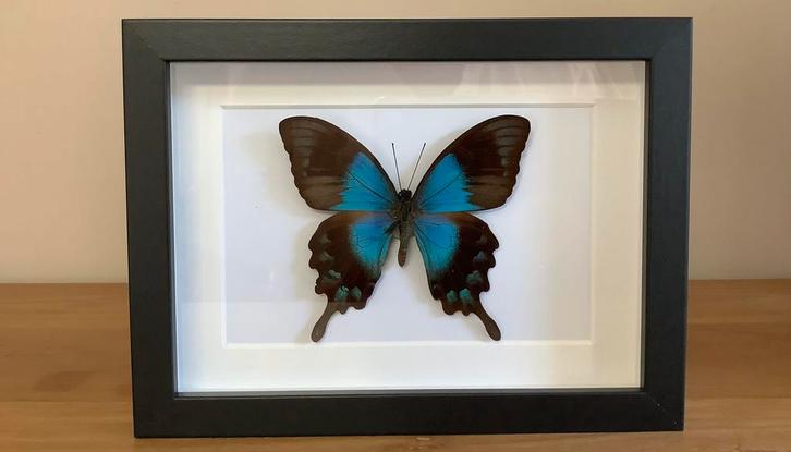 Papilio lorquinianus vlinder in lijst, Verzamelen, Dierenverzamelingen, Nieuw, Ophalen of Verzenden