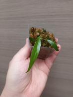 Philodendron elegans, Enlèvement ou Envoi