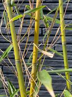 Fargesia robusta ‘campbell’ beste niet woekerende bamboe, Jardin & Terrasse, Enlèvement ou Envoi