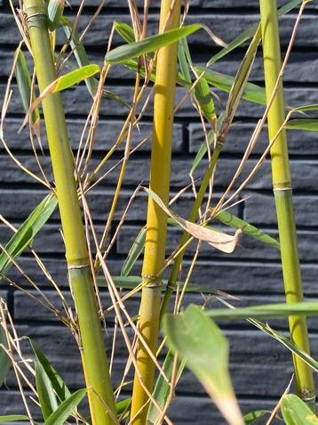 Fargesia robusta ‘campbell’ beste niet woekerende bamboe