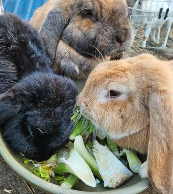 Groepje franse hangoor gecastreerd beschikbaar voor biedingen