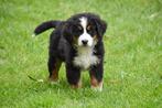 Chiot bouvier bernois à vendre - femelle, Parvovirose, Un chien, Belgique, 8 à 15 semaines