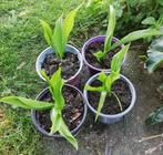 Echange ou vend pot de muguet blanc, Tuin en Terras, Planten | Tuinplanten, Ophalen, Bodembedekkers, Vaste plant, Halfschaduw