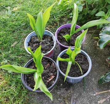 Echange ou vend pot de muguet blanc  beschikbaar voor biedingen