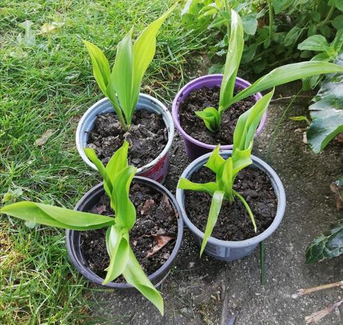 Echange ou vend pot de muguet blanc, Tuin en Terras, Planten | Tuinplanten, Vaste plant, Bodembedekkers, Halfschaduw, Lente, Ophalen