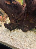 Wild kleur neocaridina garnalen, Dieren en Toebehoren, Kreeft, Krab of Garnaal, Schoolvis