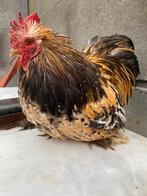 Cochin kriel haan, Dieren en Toebehoren