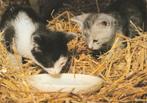 KATJES  IN  STRO  DRINKEN, Collections, Cartes postales | Animaux, Envoi, 1980 à nos jours, Affranchie, Chien ou Chat
