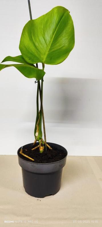 Kamerplant. Hoogte 58 cm. beschikbaar voor biedingen