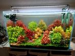 Aquariumplanten, Dieren en Toebehoren, Ophalen, Gebruikt, Plant(en), Steen of Hout