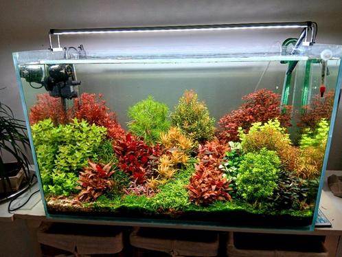 Aquariumplanten, Dieren en Toebehoren, Vissen | Aquaria en Toebehoren, Gebruikt, Plant(en), Steen of Hout, Ophalen