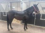 3 jarige muilezel licht zadelmak, Dieren en Toebehoren, Paarden, Zadelmak
