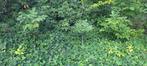 Okkernoten boompjes op 2de foto is 1 meter hoog., Tuin en Terras, Planten | Bomen, Ophalen