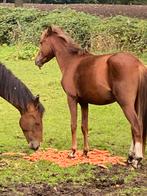 Te koop, Dieren en Toebehoren, Pony's